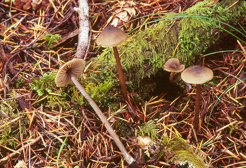 Nolanea minutostriata